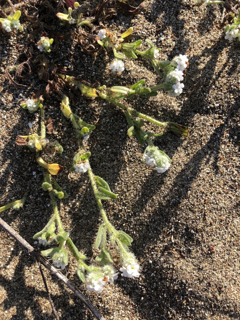 Coastal Cryptantha photo 5