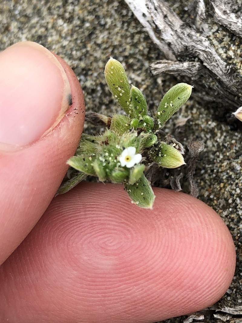 Coastal Cryptantha photo 6