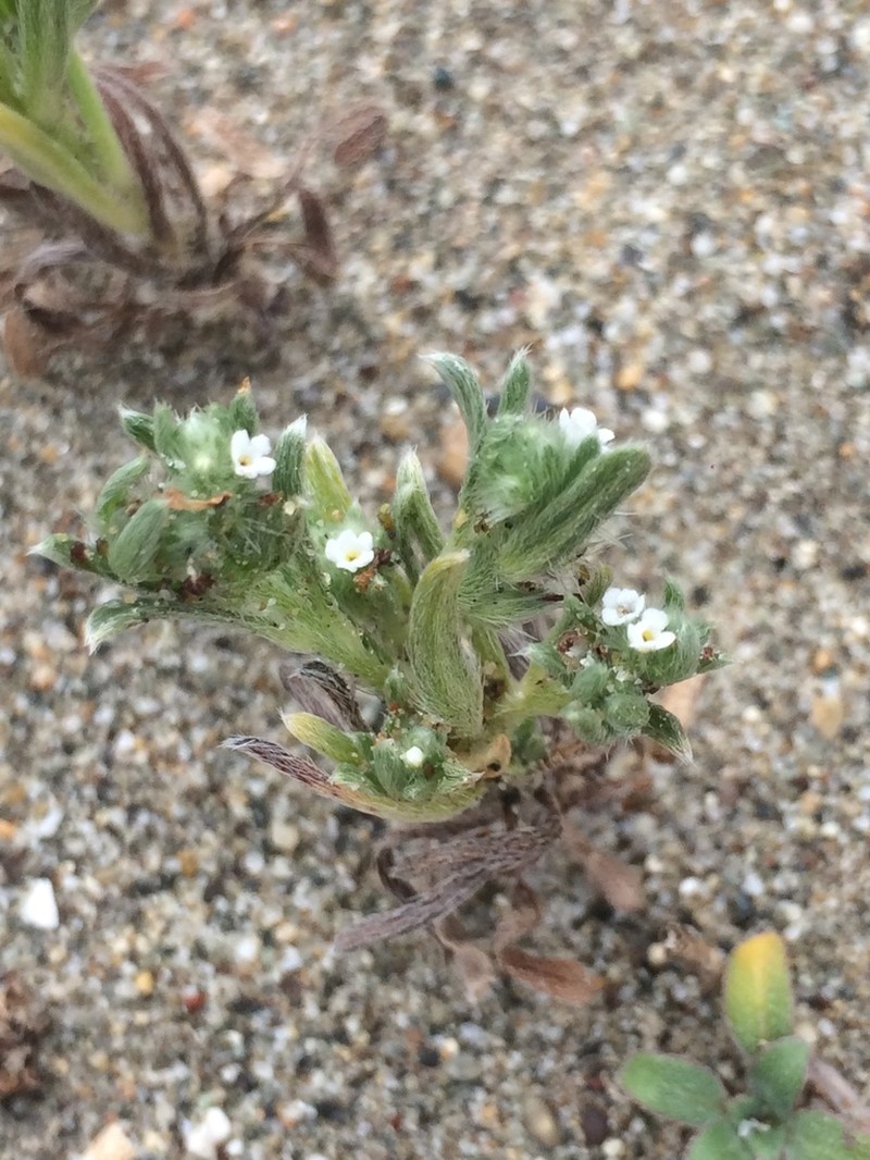 Coastal Cryptantha photo 7