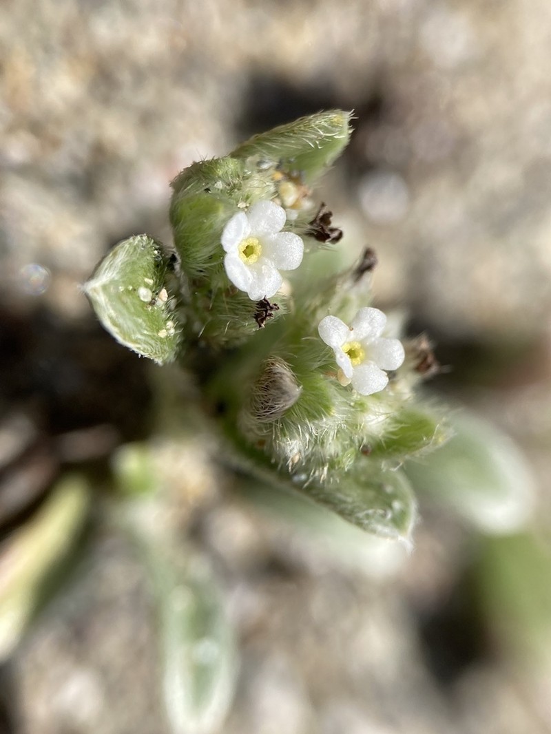 Coastal Cryptantha photo 8