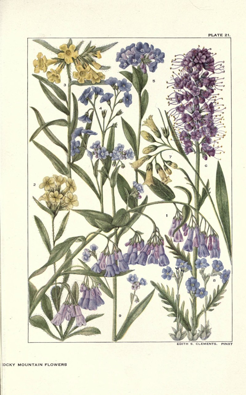 Gray Cryptantha photo 2