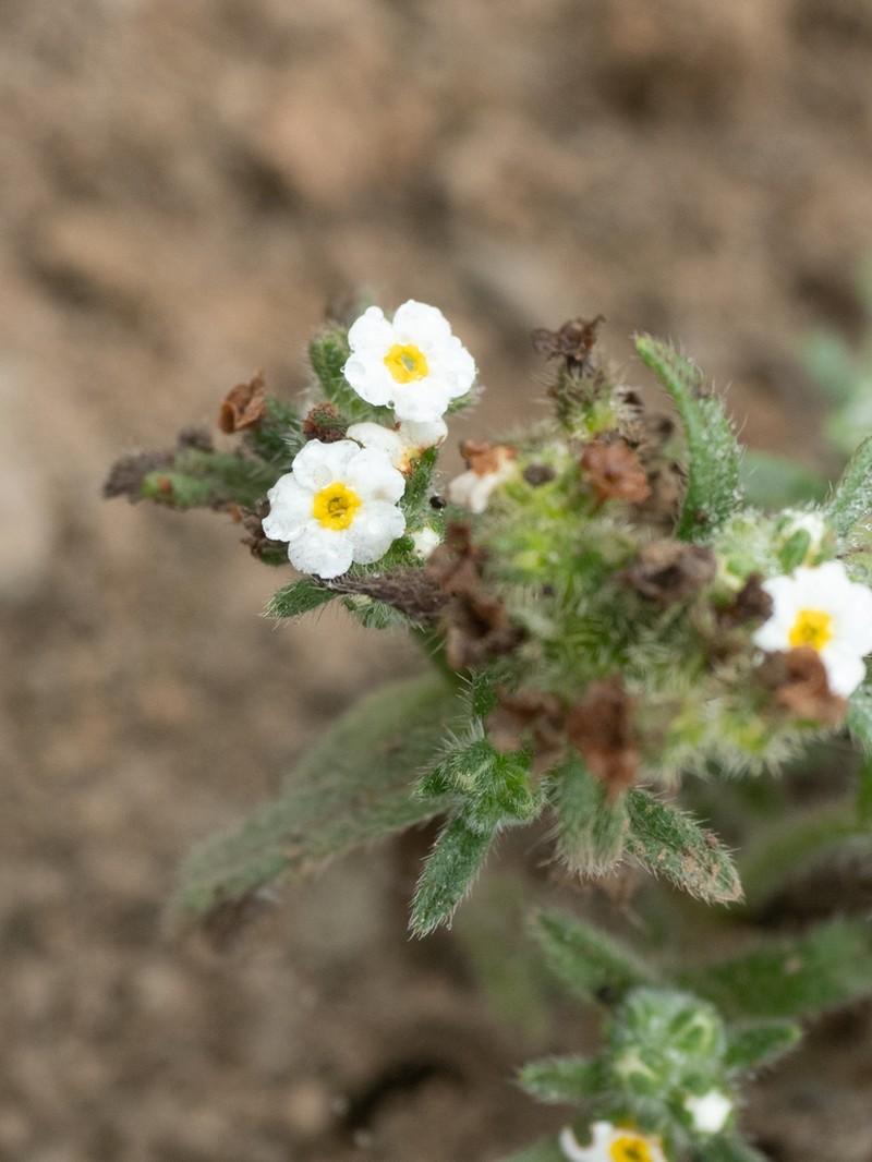 Cryptantha limensis photo 2