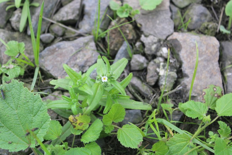 Cryptantha limensis photo 3
