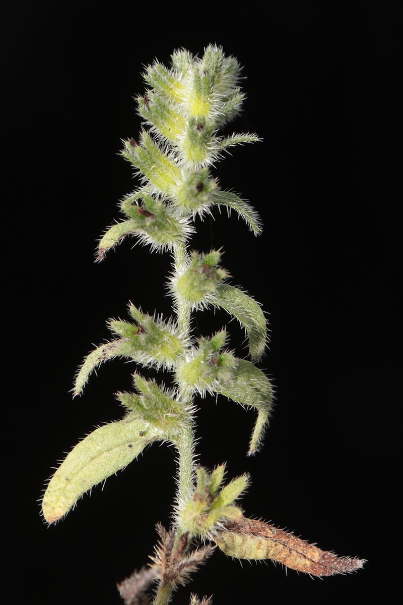 Cryptantha limensis photo 4