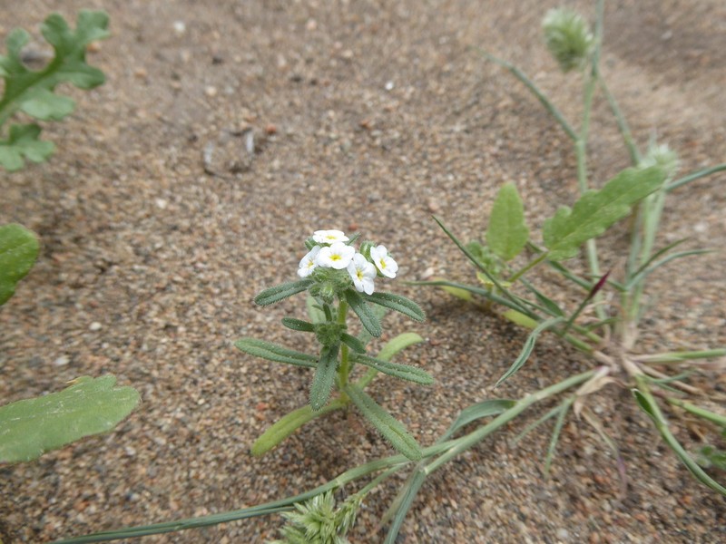Cryptantha limensis photo 5