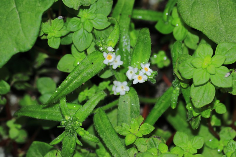 Cryptantha limensis photo 6