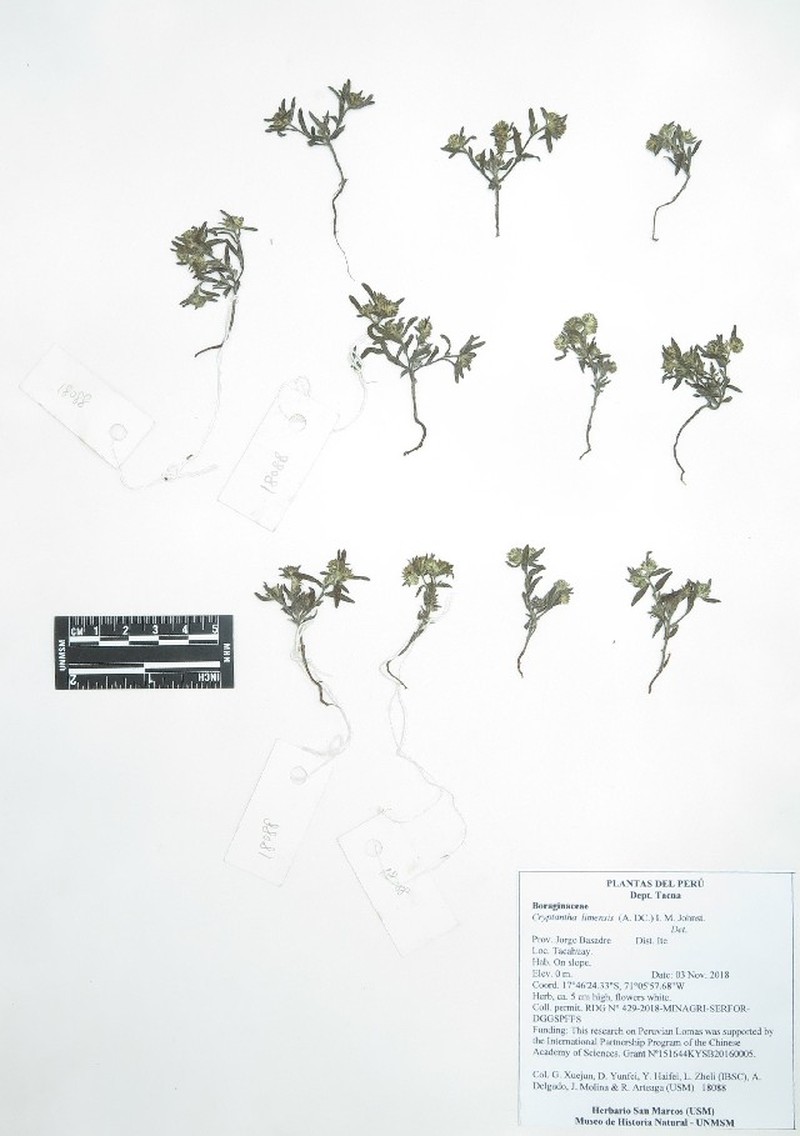 Cryptantha limensis photo 7
