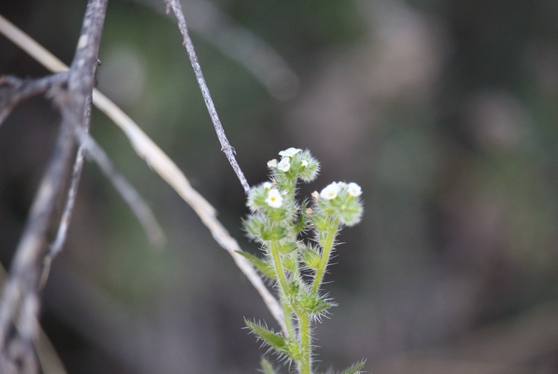 Cryptantha linearis