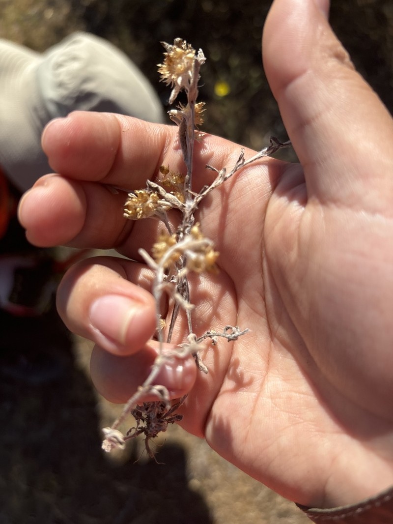 Cryptantha linearis photo 2
