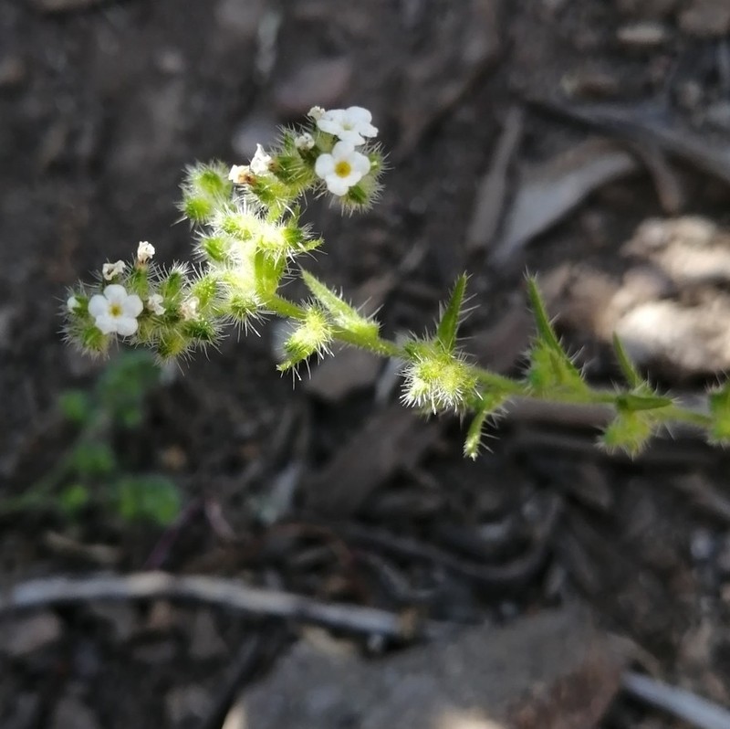 Cryptantha linearis photo 3