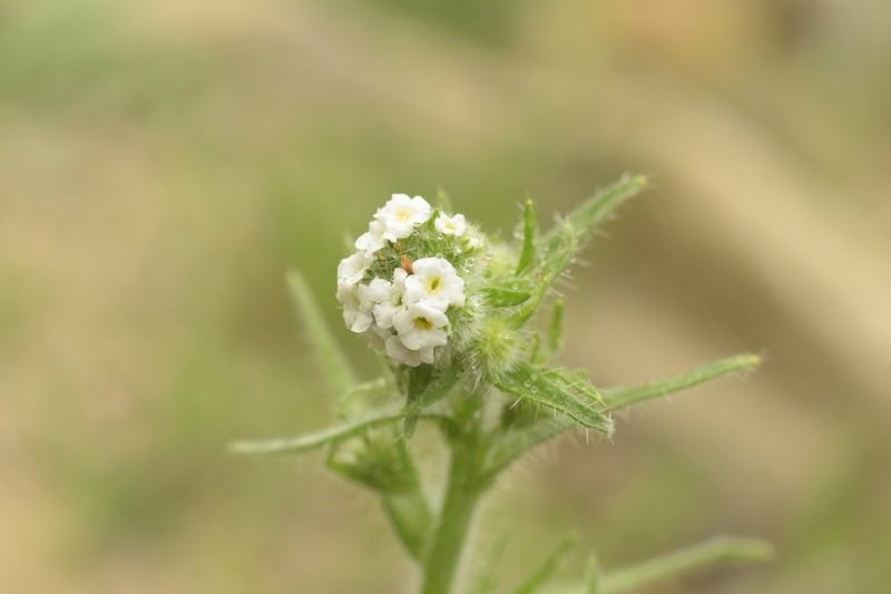 Cryptantha linearis photo 4