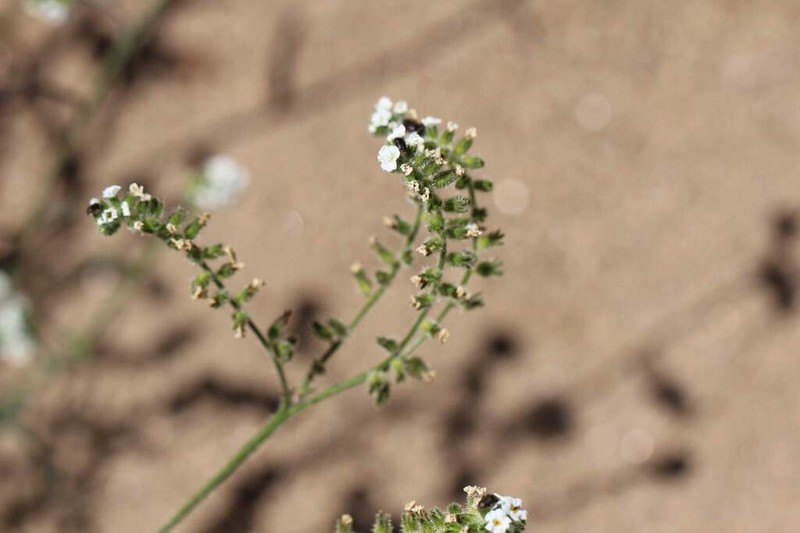 Cryptantha linearis photo 5