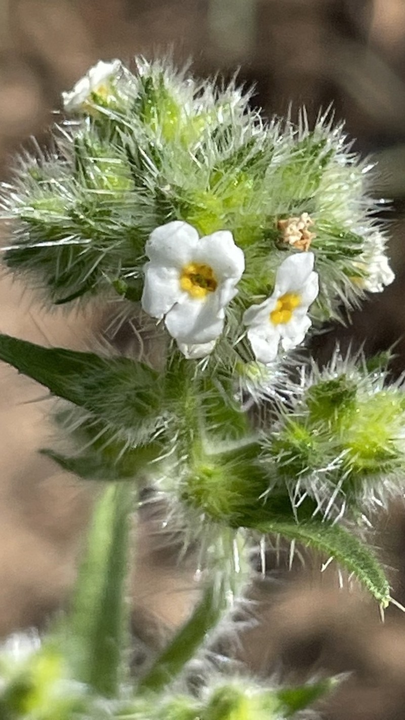 Cryptantha linearis photo 6