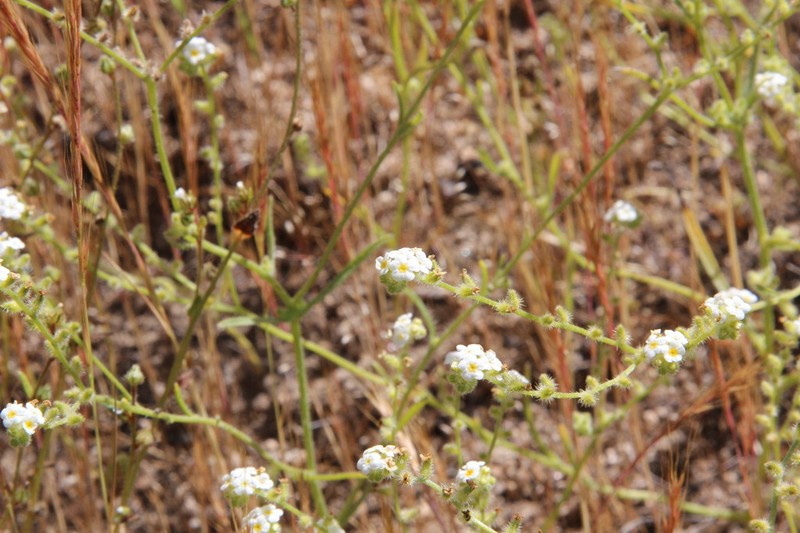 Cryptantha linearis photo 7