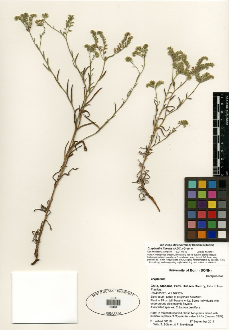 Cryptantha linearis photo 8