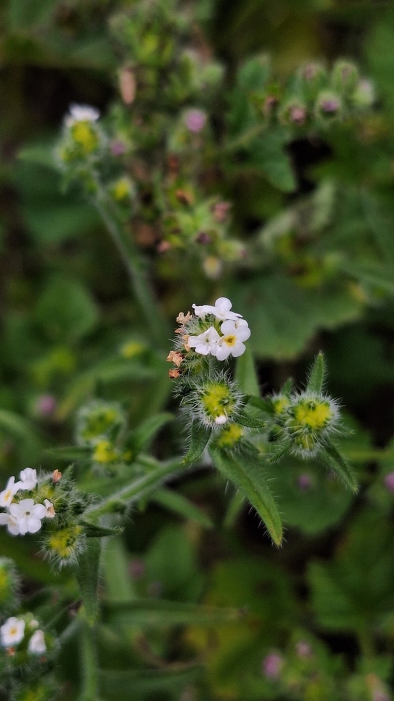 Cryptantha macrocalyx