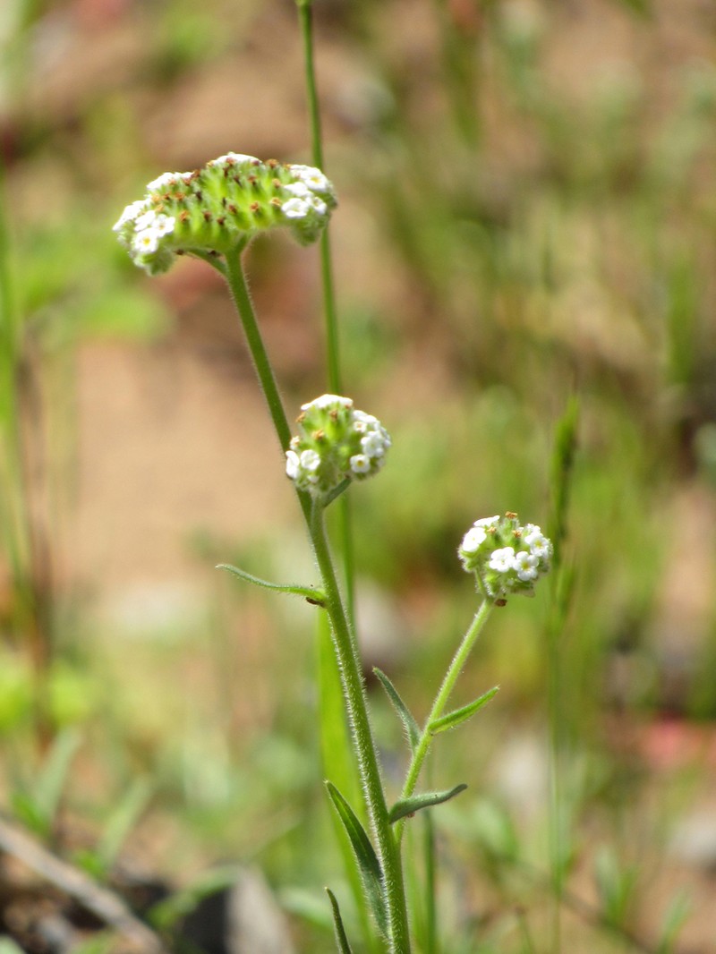 Cryptantha macrocalyx photo 2