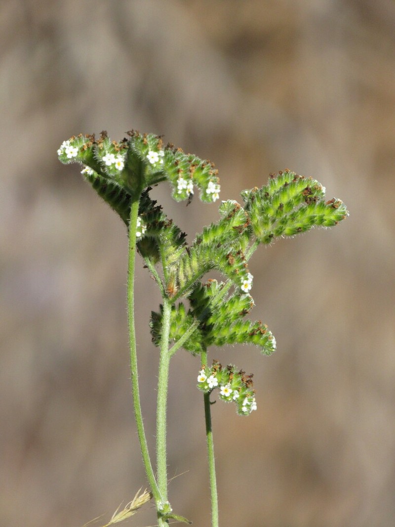 Cryptantha macrocalyx photo 3