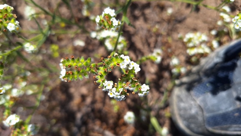 Cryptantha macrocalyx photo 4