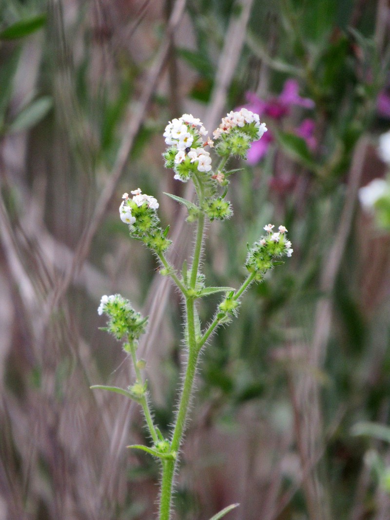 Cryptantha macrocalyx photo 5