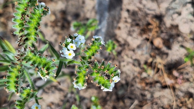 Cryptantha macrocalyx photo 6