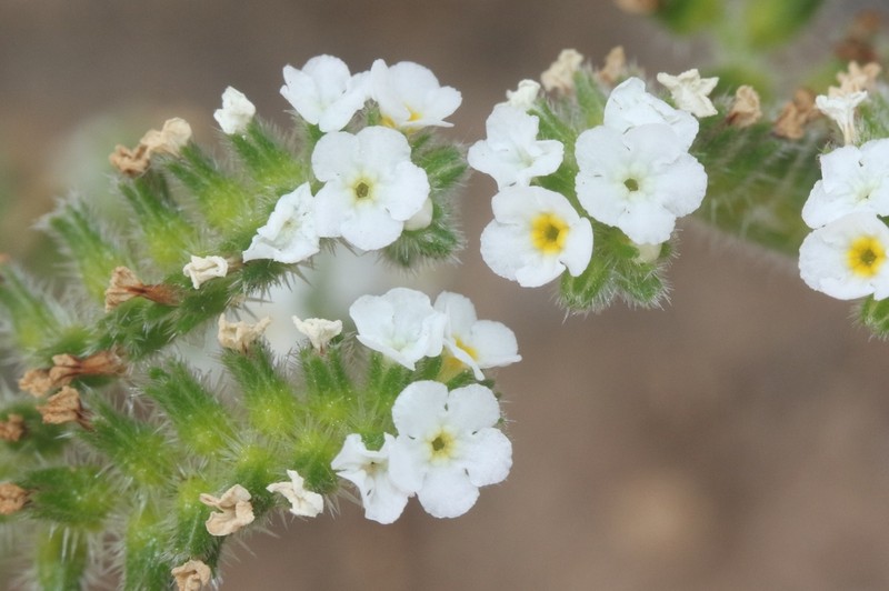 Cryptantha macrocalyx photo 7