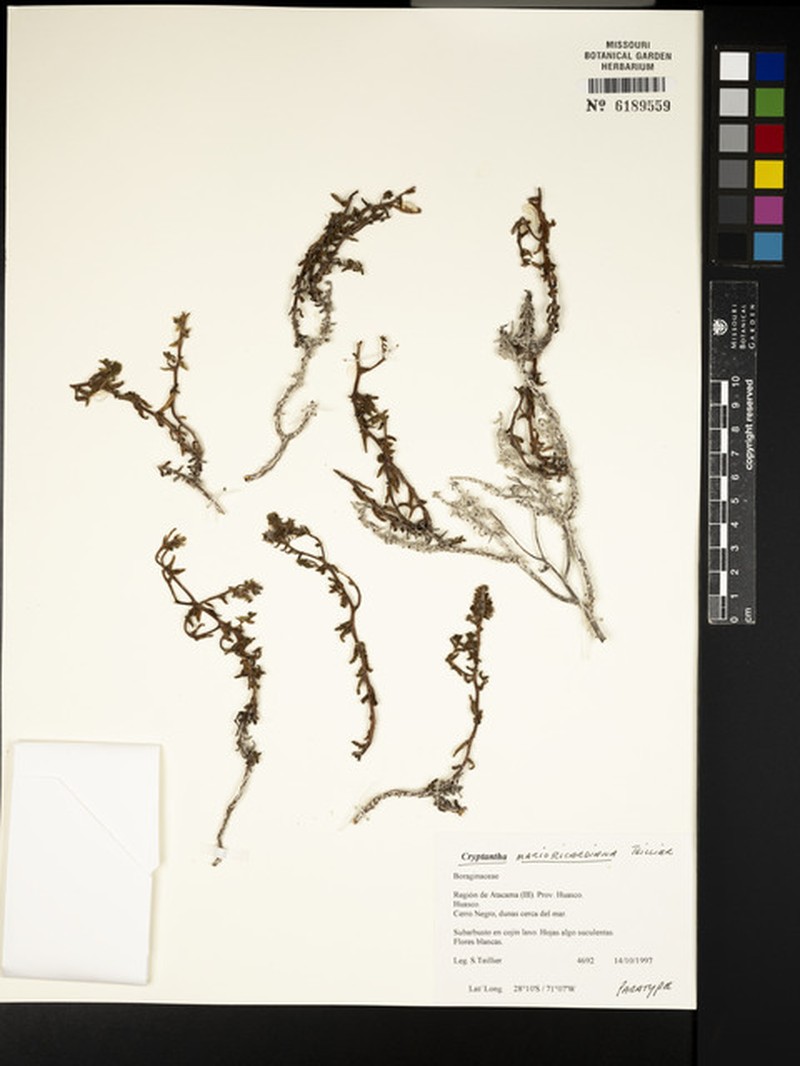 Cryptantha marioricardiana