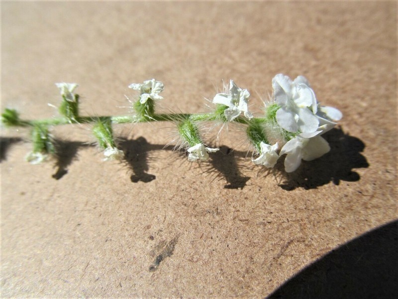 Mariposa Cryptantha