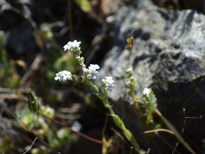 Mariposa Cryptantha photo 3