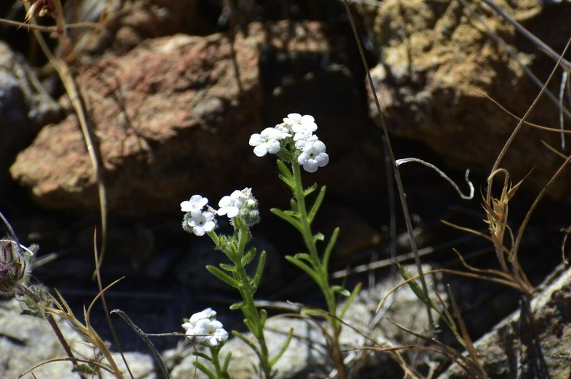 Mariposa Cryptantha photo 4
