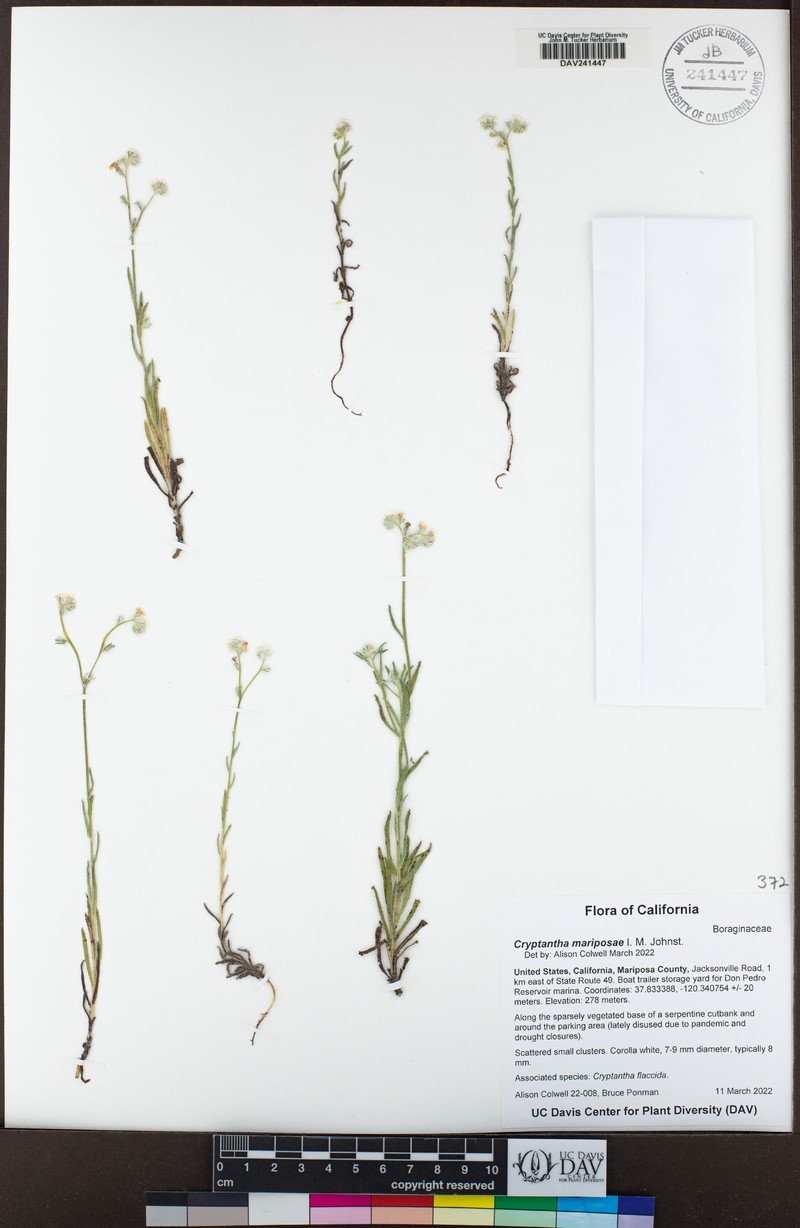 Mariposa Cryptantha photo 7