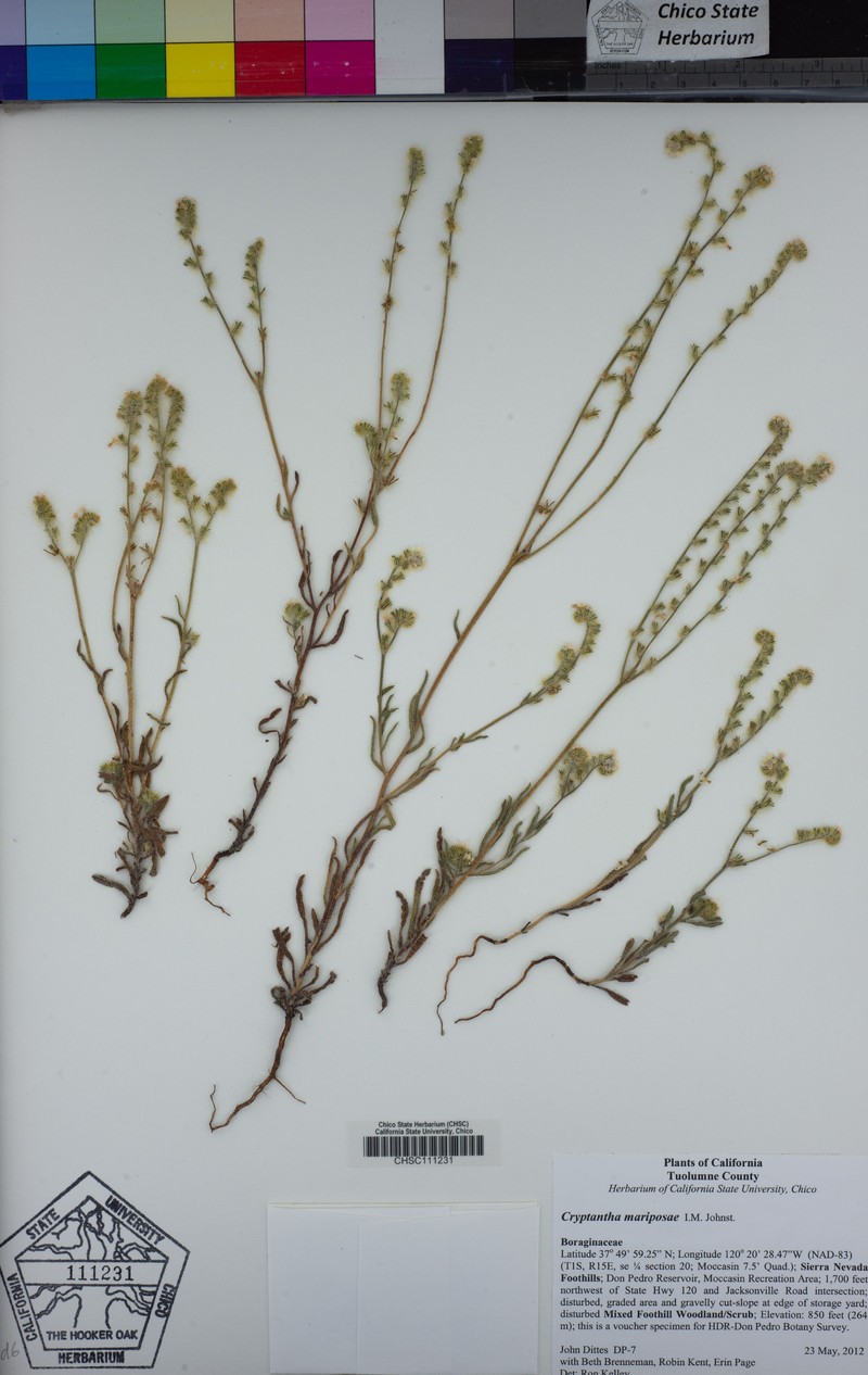 Mariposa Cryptantha photo 8