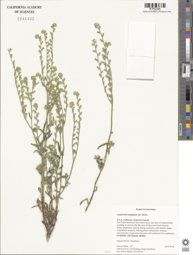 Mariposa Cryptantha
