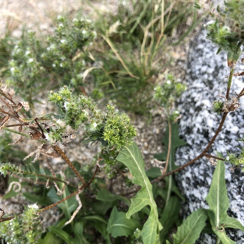Guadalupe Cryptantha
