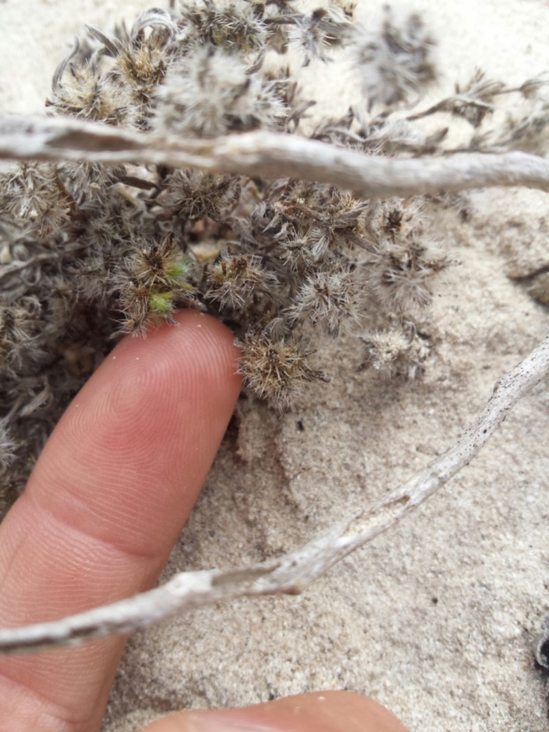 Guadalupe Cryptantha photo 2