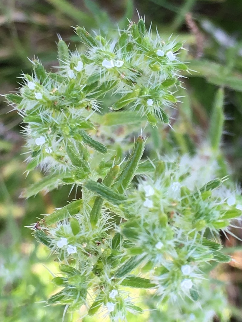 Guadalupe Cryptantha photo 3