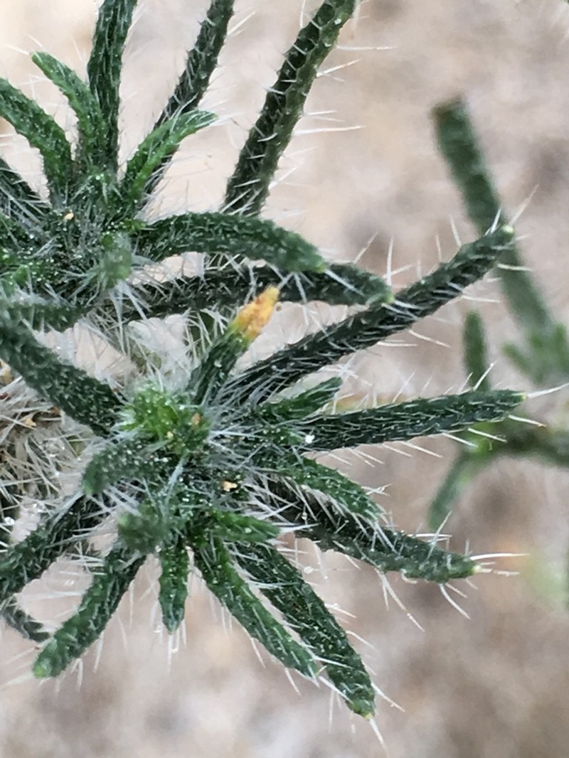 Guadalupe Cryptantha photo 4