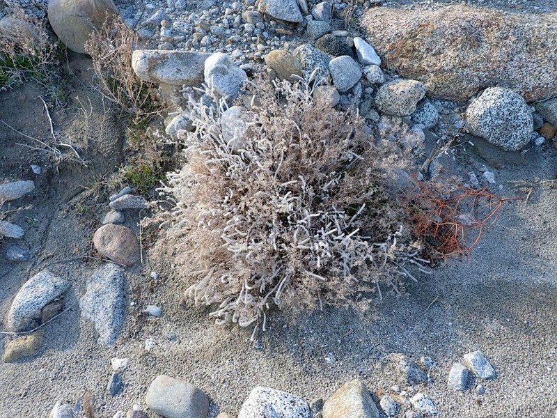 Guadalupe Cryptantha photo 5