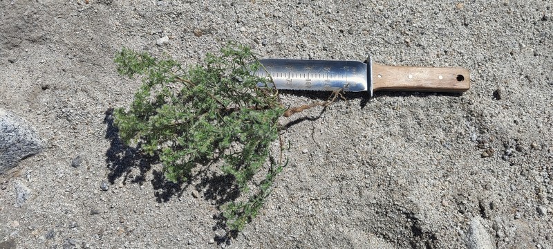 Guadalupe Cryptantha photo 6