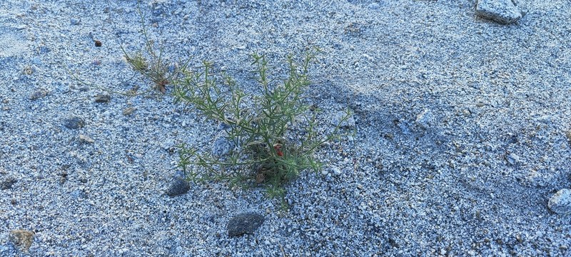 Guadalupe Cryptantha photo 7