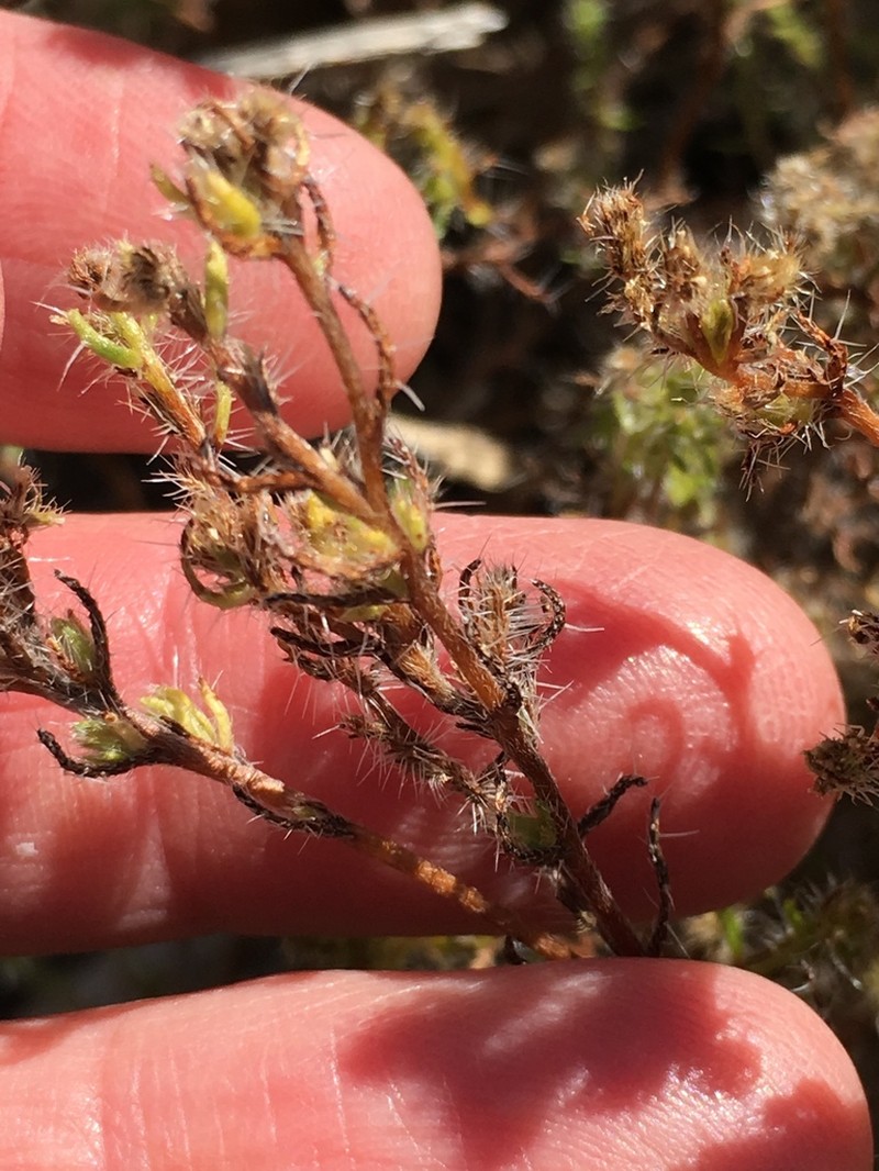 Guadalupe Cryptantha photo 8