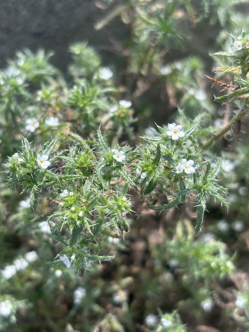 Cryptantha maritima var. cedrosensis