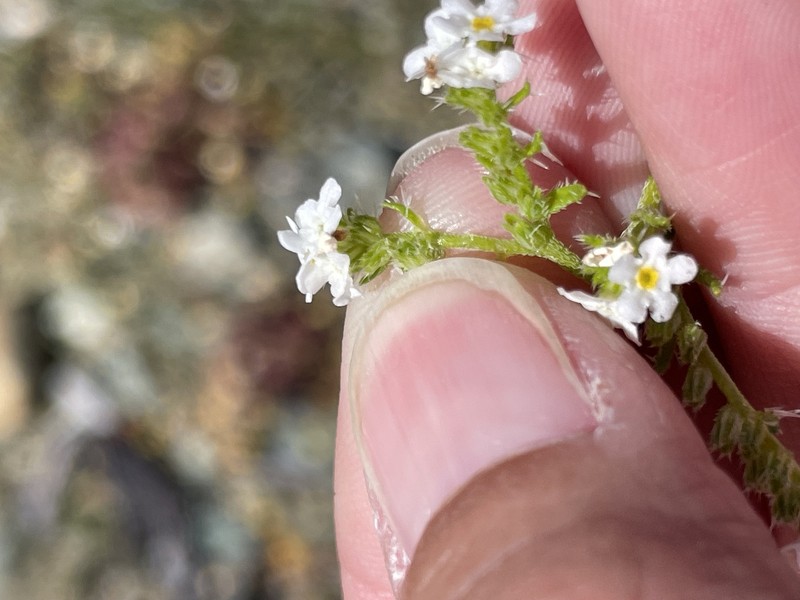 Cryptantha maritima var. cedrosensis photo 2