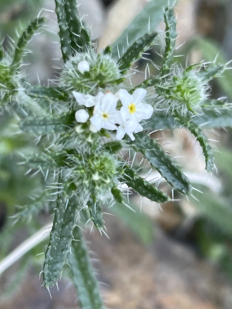 Cryptantha maritima var. cedrosensis photo 3