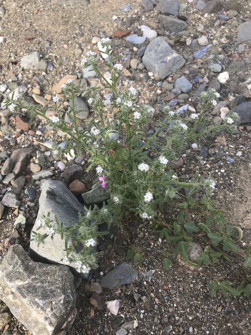 Cryptantha maritima var. cedrosensis photo 4