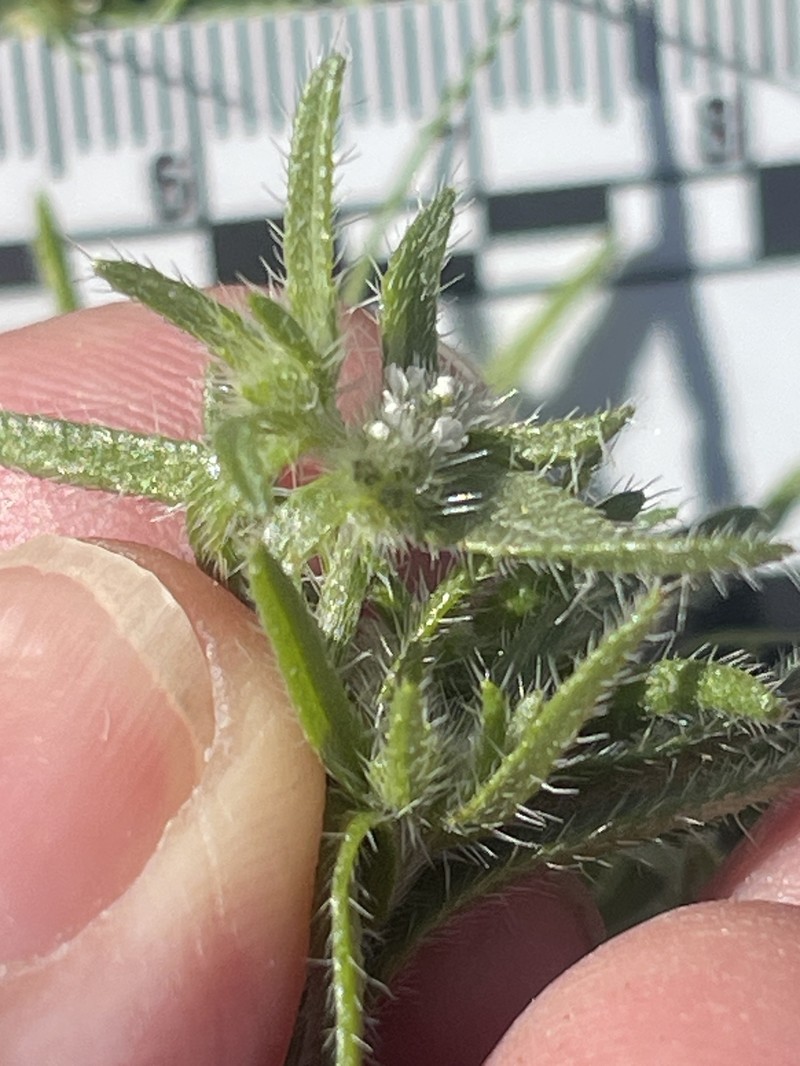 Cryptantha maritima var. maritima