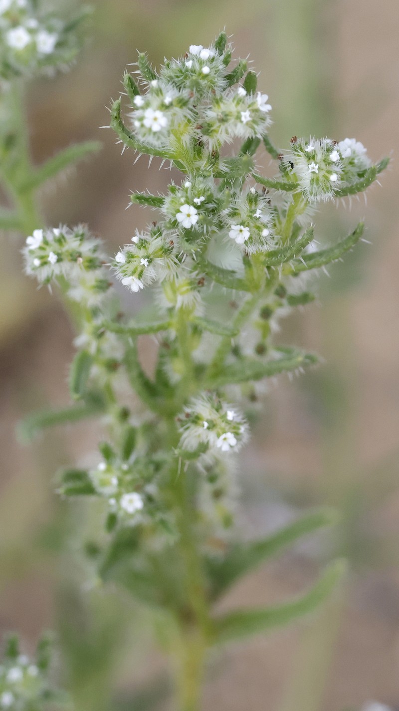 Cryptantha maritima var. maritima photo 3