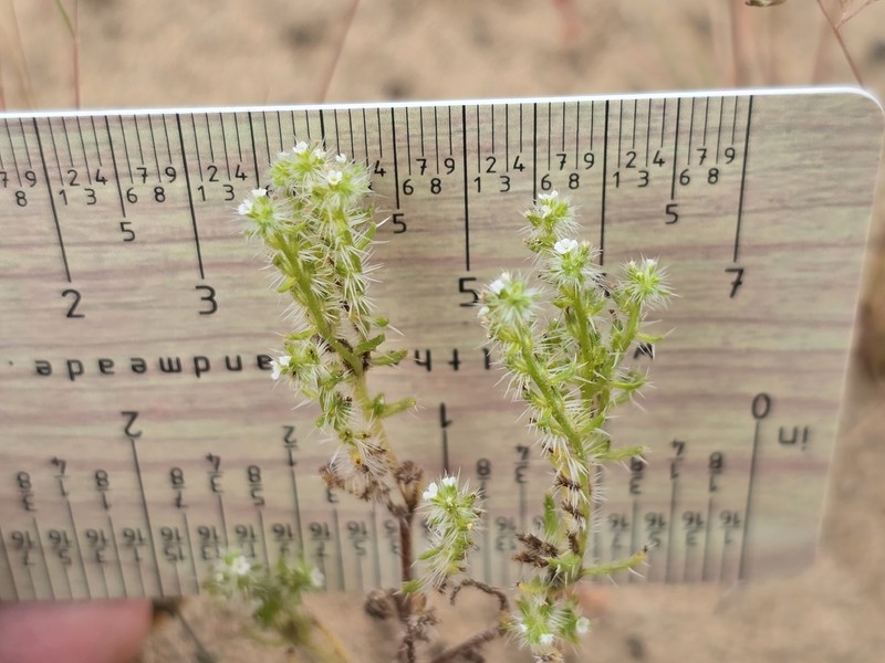 Cryptantha maritima var. maritima photo 4
