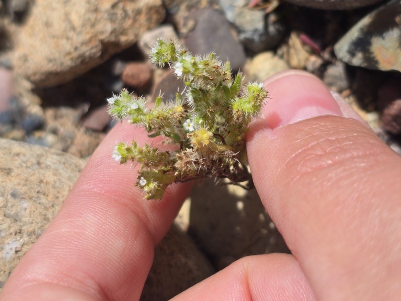 Cryptantha maritima var. maritima photo 5