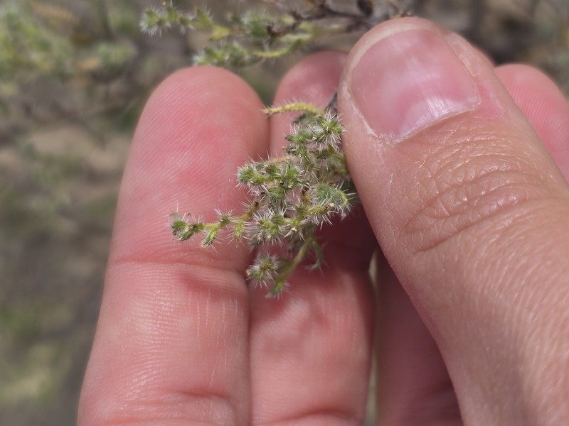 Cryptantha maritima var. maritima photo 6